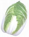冬峠白菜(さぎ) タキイ交配 20ml 白菜 ハクサイ はくさい