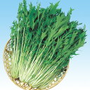 夏千緑水菜 5千粒(コートL) 水菜 ミズナ みずな 中原採種場
