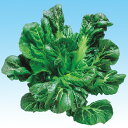 三池高菜 2dl 高菜 タカナ たかな 中原採種場