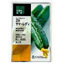 ZRサマーレディ 100粒 胡瓜 キュウリ きゅうり