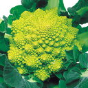 カリブロ花椰菜 10ml カリフラワー F1 中原採種場