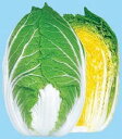 黄愛90 10ml 白菜 ハクサイ はくさい