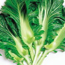 こぶ高菜 2dl 高菜 タカナ たかな 中原採種場