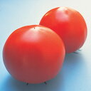 彩果(さいか) 100粒 トマト とまと 蕃茄 ダイヤ交配