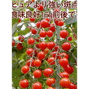 サンチェリーピュアプラス(TSX-117) 100粒 トマト とまと 蕃茄 ダイヤ交配