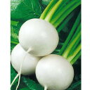 きらりのゆめ キダネFC 20ml かぶ カブ 蕪 ノウリン交配
