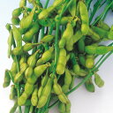 早生黒大豆 1L 枝豆 えだまめ エダマメ 中原採種場