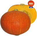 紅爵 100粒 南瓜 カボチャ かぼちゃ