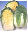 黄ごころ85白菜(き・85) タキイ交配 5ml 白菜 ハクサイ はくさい