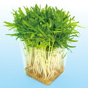 エンツァイ(あさがお菜) 1l スプラウト 中原採種場