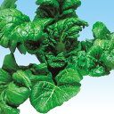 晩抽青高菜 2dl 高菜 タカナ たかな 中原採種場