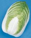 錦秋白菜(きんしゅ) タキイ交配 20ml 白菜 ハクサイ はくさい