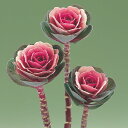 F1ウインターチェリー 1000粒 葉牡丹 種 タネ