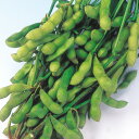 北海早生 1L 枝豆 えだまめ エダマメ 中原採種場