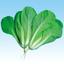 おたふく山東菜 2dl 山東菜 サントウナ さんとうな 中原採種場