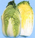 輝黄 10ml 白菜 ハクサイ はくさい