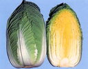 華黄 10ml 白菜 ハクサイ はくさい
