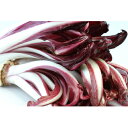 ラディッキョロッソ タルディーボ(TSGI-1735) 200粒