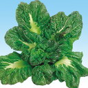 改良三池高菜 2dl 高菜 タカナ たかな 中原採種場