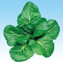 柳川青高菜 2dl 高菜 タカナ たかな 中原採種場