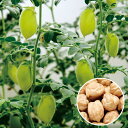 ひよこ豆 1l ひよこ豆 ひよこまめ 中原採種場