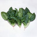ウィンターベスト 2L ほうれん草 法蓮草 ホウレンソウ ほうれんそう