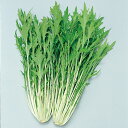 極早生水天 水菜 (SC3-306) 2dl 水菜 ミズナ みずな◎