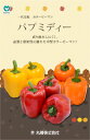 パプミディーゴールド 100粒　 ピーマン ぴーまん 一代交配　