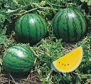 こがね小玉 20ml スイカ すいか 西瓜