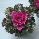 F1クリスタル レッド 1000粒 葉牡丹 種 タネ