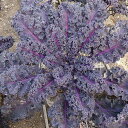 レッドキッチン(f1)(旧:キッチンケールr) コート(1800粒) ケール けーる