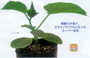 バトラー 350粒 台木 ダイギ だいぎ