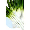 光の剣 20ml 葱 ネギ ねぎ ダイヤ交配