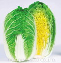 CRご黄げん70 20ml 白菜 ハクサイ はくさい