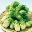 四川児菜(子持タカナ) 5千粒(コートL) からし菜 カラシナ