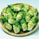 湖南児菜(早太り子持) 5千粒(コートL) からし菜 カラシナ からしな 中原採種場