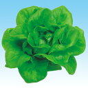 バイオ・サラダ(夏用) 5千粒(コートL) サラダ菜 さらだな 中原採種場