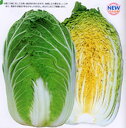 黄望峰90 20ml 白菜 ハクサイ はくさい
