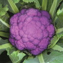 オーナメントパープル ペレット1000粒 カリフラワー