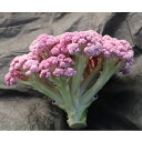 紫カリフローレ80 Lコート1000粒 カリフラワー グストイタリア