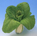 早生長崎白菜 1L袋 白菜 ハクサイ はくさい ヤエ育成