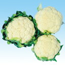 ホワイトパレス 20ml カリフラワー F1 中原採種場
