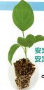 信頼 1000粒 台木 ダイギ だいぎ