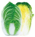 夏の祭典 10ml 白菜 ハクサイ はくさい