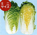 めだか 20ml 白菜 ハクサイ はくさい