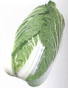 晩輝白菜(ばんき) タキイ交配 20ml 白菜 ハクサイ はくさい