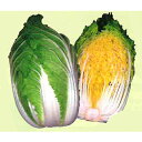 夏すて黄 20ml 白菜 ハクサイ はくさい 宇治交配