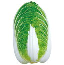金将二号白菜(きんし) タキイ交配 L5千粒5センR 白菜 ハクサイ はくさい