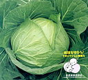 YCR多恵 キダネFC 2500粒 キャベツ ノウリン交配