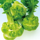 貴州搾菜(玉タカナ) 2dl からし菜 カラシナ からしな 中原採種場